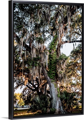 Spanish Moss Hangs On A Tree In New Orleans, Louisiana