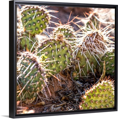 Spiny Prickly Pear Cactus