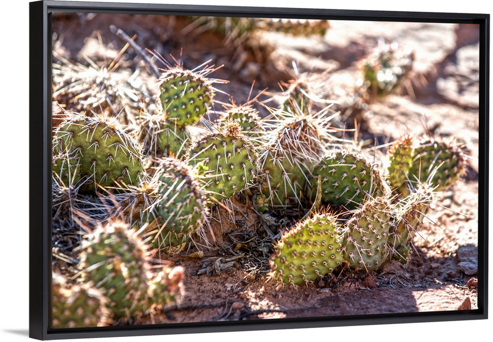 Sunlight on the long spines of a Prickly Pear Cactus plant in Canyonlands National Park, Utah.