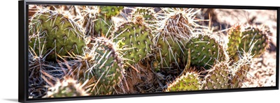 Spiny Prickly Pear Cactus