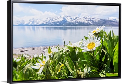 Spring Flowers at the Grand Tetons