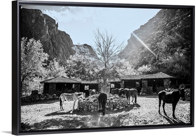Stable Near Bright Angel Trail In Grand Canyon National Park, Arizona