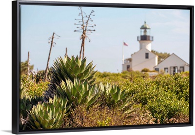 Succulent And Grasses Near Old Point Loma Lighthouse, San Diego
