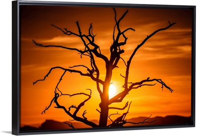 Sun Peeking Through Branches Of A Tree, Grand Canyon National Park, Arizona