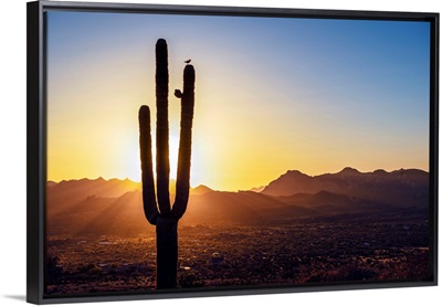 Sun Peeking Through Saguaro Cactus At Sunset In Phoenix, Arizona