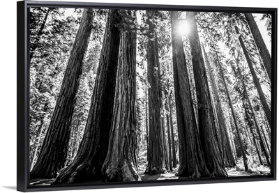 Sunlight Peeking Through Giant Sequoia Groves, California