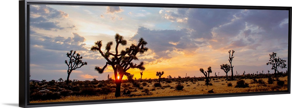 The sun rises over a desert landscape in Joshua Tree National Park, California.