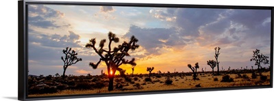 Sunrise At Joshua Tree National Park, California