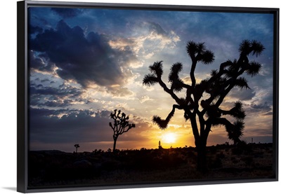 Sunset At Joshua Tree National Park, California