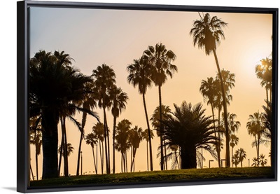 Sunset Palm Trees In San Diego, California