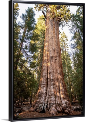 The General Sherman Tree In Sequoia National Park, California