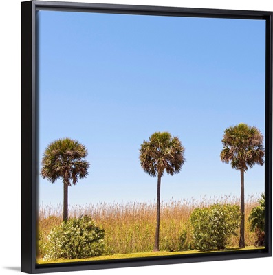 Three Palm Trees, Houston TX