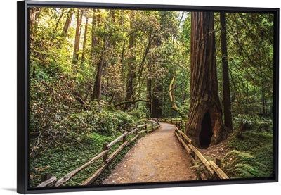 Tree Lined Path, Napa Valley, California