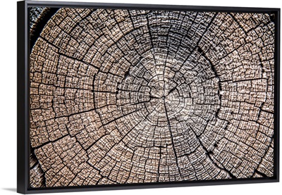 Tree Stump, Zion National Park, Utah