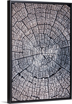 Tree Stump, Zion National Park, Utah