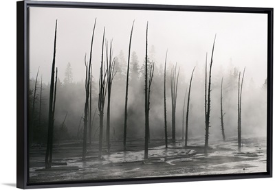 Trees at Hot Springs