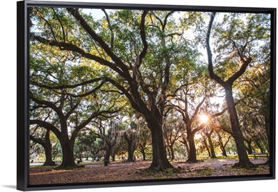 Trees In New Orleans Park, Louisiana