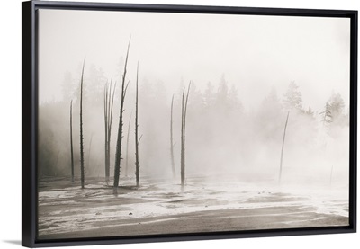 Trees Through The Mist