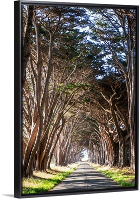 Tunnel Of Monterey Cypress Trees, Point Reyes Peninsula Near San Francisco
