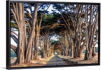 Tunnel Of Monterey Cypress Trees, Point Reyes Peninsula Near San Francisco