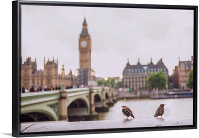 Two Birds on River Thames, Westminster, London, UK