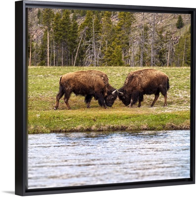 Two Bison at Water