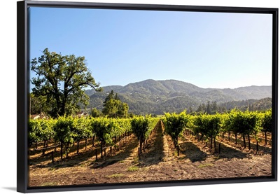 Vineyard, Napa Valley, CA