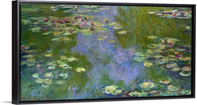 Water Lilies