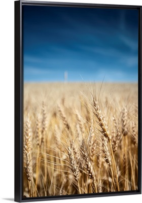 Wheat Field, Banff National Park, Alberta, Canada