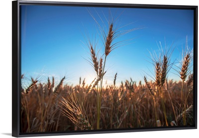 Wheat Fields And Blue Skies, Banff, Alberta, Canada