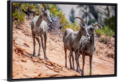 Wild Mountain Goats, Zion National Park, Utah