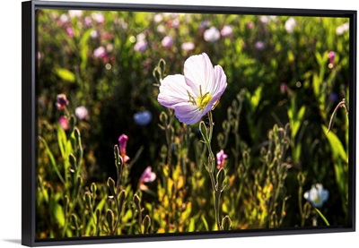 Wildflower in Dallas