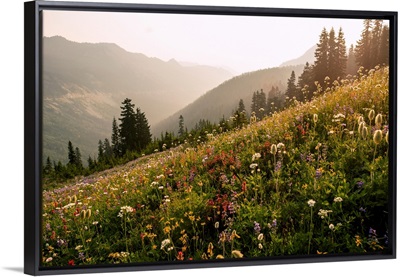 Wildflowers, Mount Rainier National Park, Washington