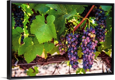 Wine Grapes Hang From Vine, San Francisco