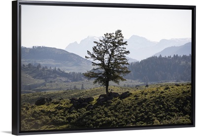 Yellowstone National Park