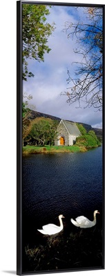 Swans near Chapel At Gougane Barra, County Cork, Ireland