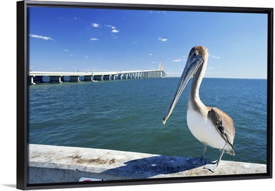 Brown pelican in front of Sunshine Skyway Bridge, Tampa Bay, Florida, USA