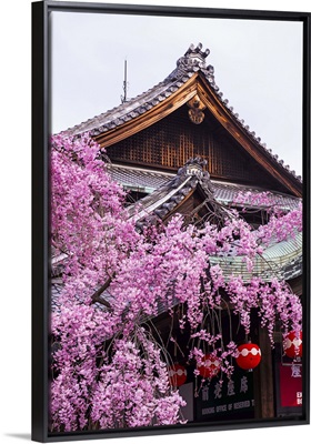 Cherry blossom tree in the Geisha quarter of Gion, Kyoto, Japan