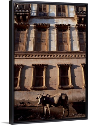 Cow in street of Manoui, Gujarat state, India, Asia