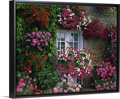 Farmhouse window surrounded by flowers, Ille-et-Vilaine, Brittany, France