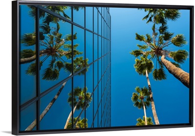 Palm Trees And Glass Building, Worm's-Eye View, Hollywood, Los Angeles, California