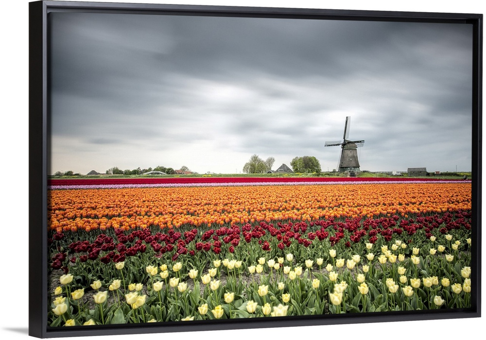 Spring clouds over fields of multicolored tulips and windmill, Berkmeer, Koggenland, North Holland, Netherlands, Europe