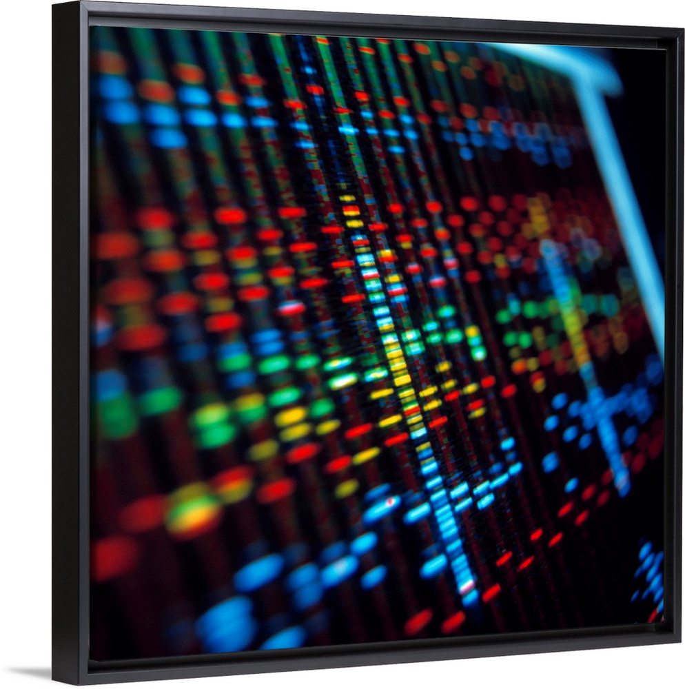 DNA sequence. DNA sequence or \genetic fingerprint\ on a computer monitor screen. Each coloured band represents one of the...