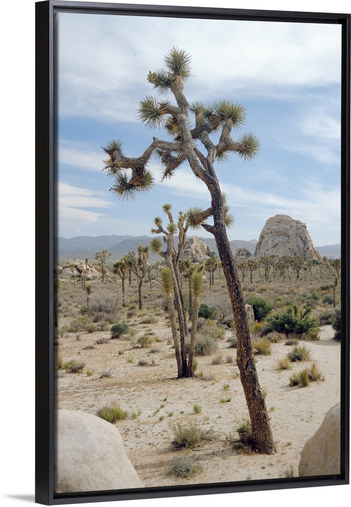 Joshua trees (Yucca brevifolia). These short- leaved yucca plants live only in south-western USA and north Mexico. They ar...