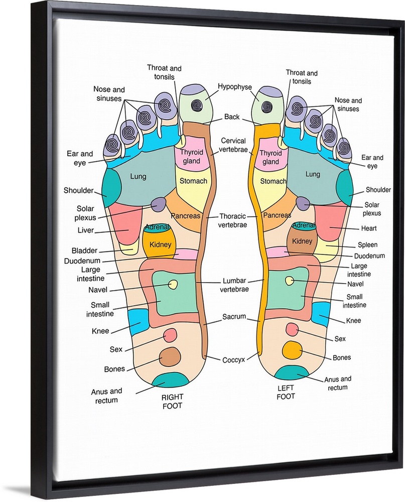 Reflexology foot map, artwork. Reflexology is a form of alternative medicine in which disorders in the body are treated by...