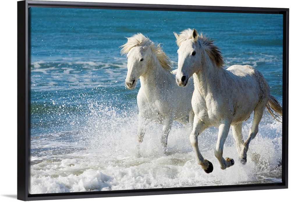 Giant photograph of two Camargue horses galloping along the edge of the ocean on a beach in South France.