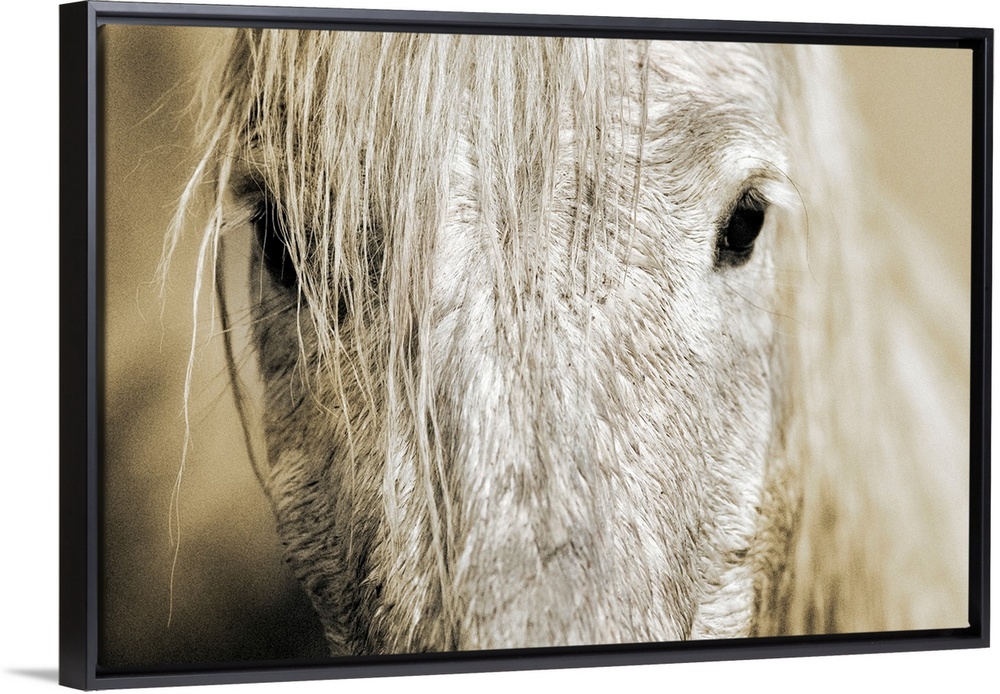 Wall docor of an extreme close up of a white horse's mid facial area with dark eyes staring back.
