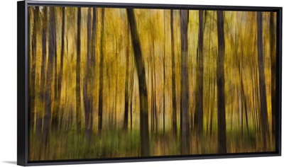 Fall color with trees blurred