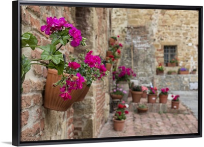 Flowers in courtyard in Monticiello, Tuscany, Italy