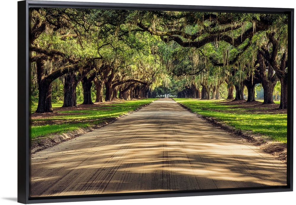 Oak tree lined road at Boone Hall Plantation, Charleston, South Carolina.